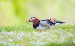 Bird Desktop Wallpaper
