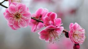 Desktop Cherry Blossom Wallpaper