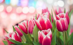 Tulip Desktop Wallpaper