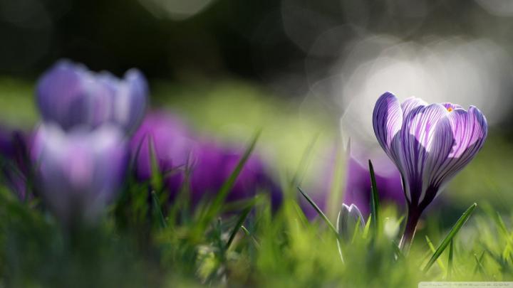 1920X1080 Spring Wallpaper -