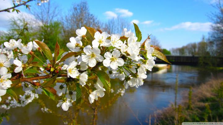 1920X1080 Spring Wallpaper -