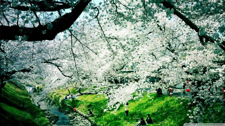1920X1080 Spring Wallpaper -