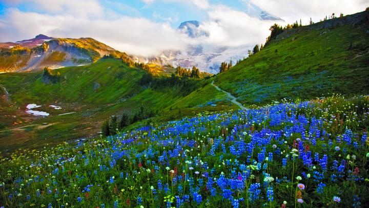 Spring Meadow Wallpaper (63+ images)