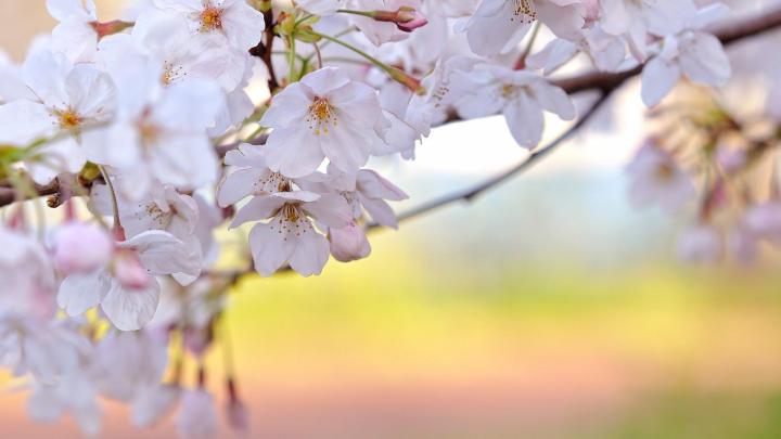 Spring Wallpaper 1920 X 1080 (83+ images)