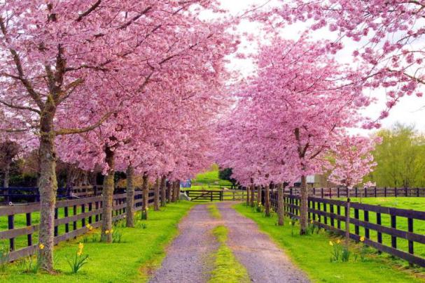 Free download Spring wallpapers for your regular or widescreen desktop 