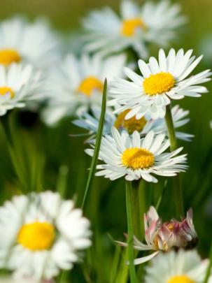 Free download 1920x1080 Spring [1920x1080] for your Desktop, Mobile 