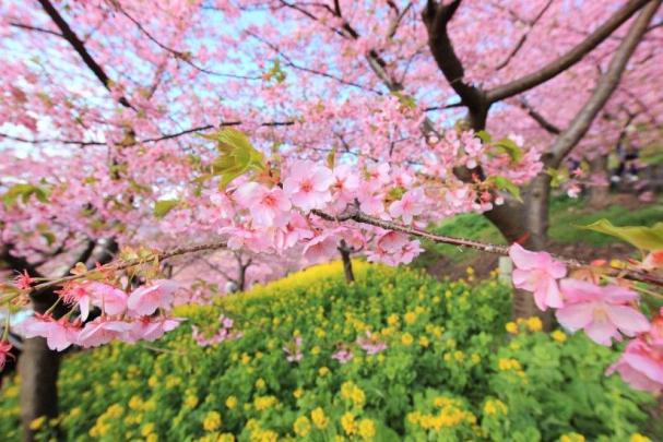 Spring Wallpaper 1920x1080 \u00b7\u2460 