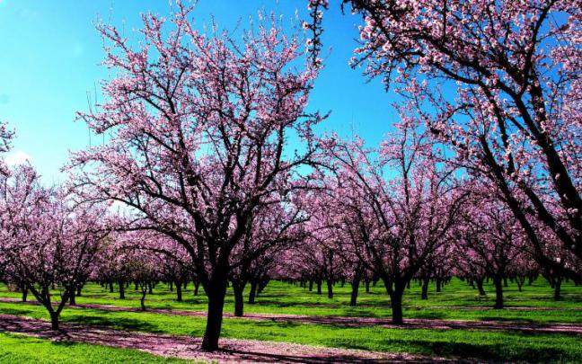 Free download Spring Wallpaper Wallpapers [1920x1080] for your Desktop 