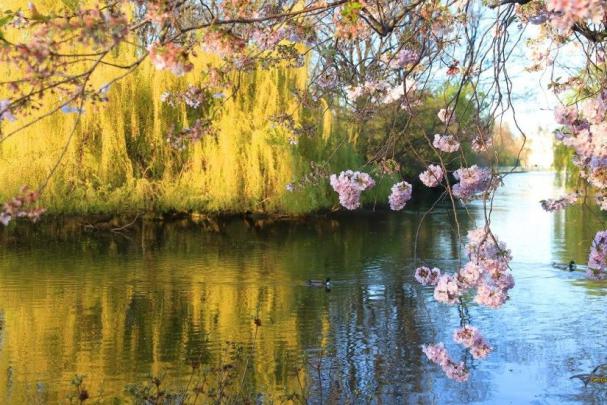 Spring Wallpaper 1920x1080 \u00b7\u2460 