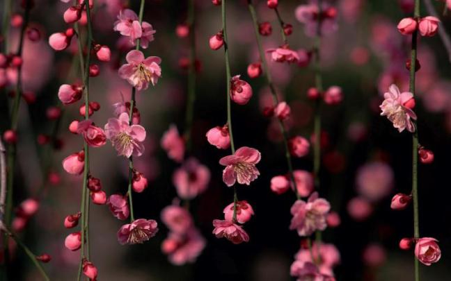Free download spring wallpaper spring nature wallpaper 1920 1200 