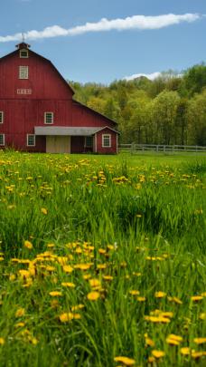Free download Dandelions barn trees meadow wallpaper 1920x1200 97524 