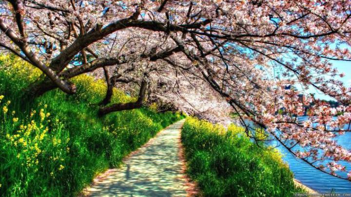 Free download Spring Flowers Download Clip Art Clip Art on [1920x1200 
