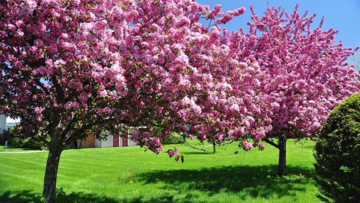 Spring Wallpaper and Screensavers HD (70+ images)