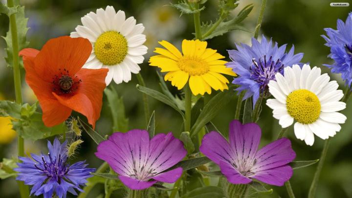 Beautiful Spring Desktop Wallpaper (60+ images)