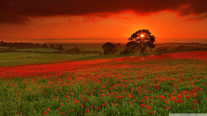 Summer Wallpaper 1080p -