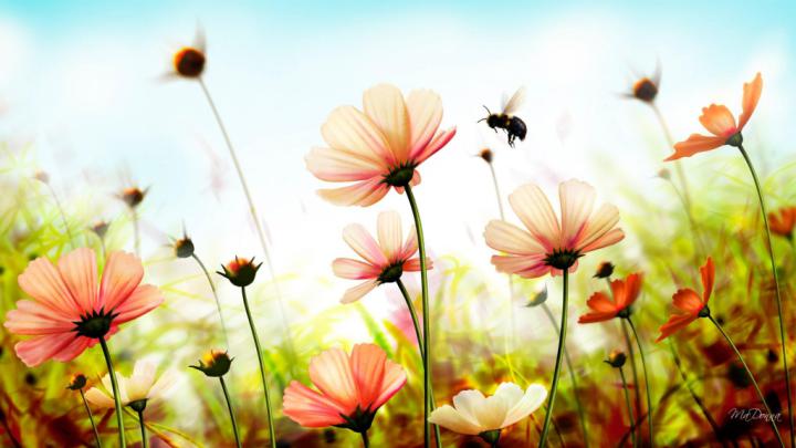 Free download Wallpaper Summer Wallpaper [1920x1080] for your Desktop 