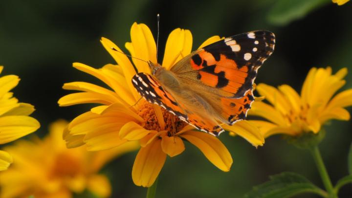1080P Summer Wallpaper Free Images -