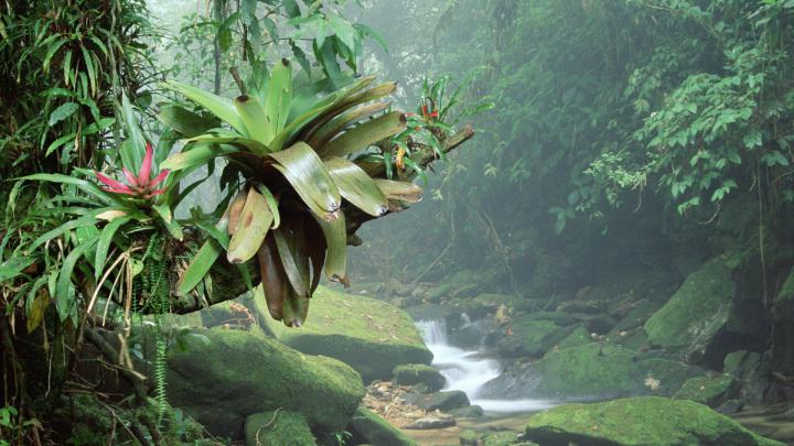 Amazon Rainforest 4k - 1920x1080 Wallpaper - teahub.io