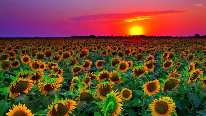 Aesthetic Flower Laptop Wallpapers - Top Free Aesthetic Flower Laptop 