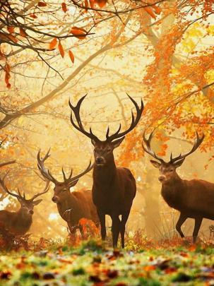 Free download Autumn Wallpapers Best Wallpapers [1920x1080] for your 