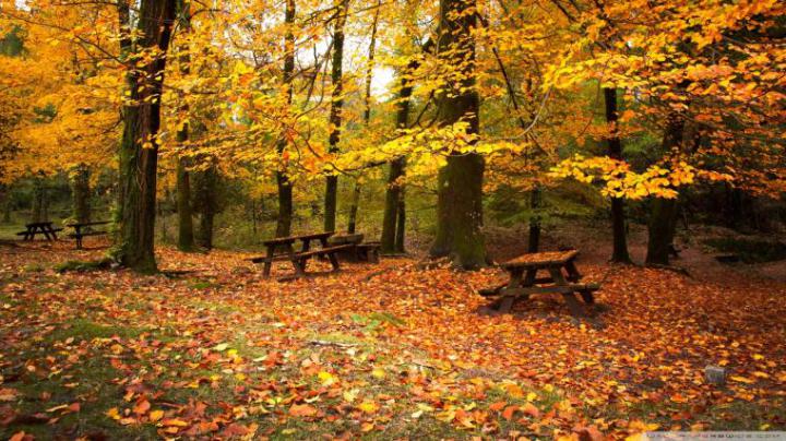 Free download Autumn Wallpapers Best Wallpapers [1920x1080] for your 