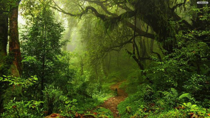 Dark Green Wallpaper HD (59+ images)