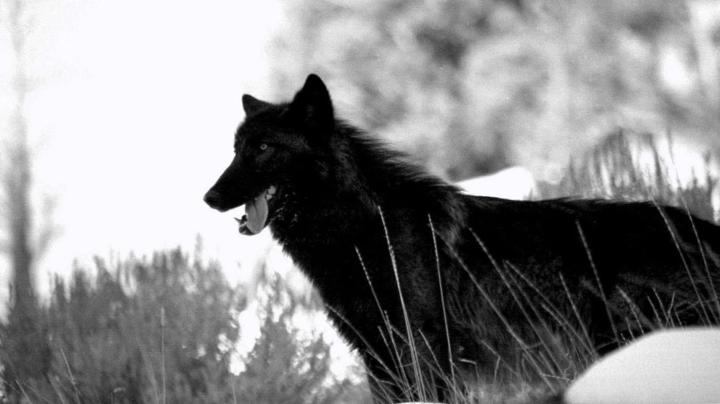 Wolf Dark 1920x1080 Wallpapers - Wolf-Wallpapers.pro