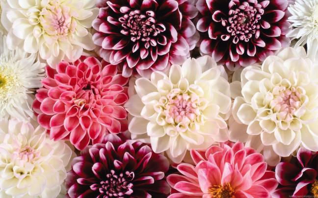 floral desktop wallpaper 1920x1080 - Google Search | Free flower 