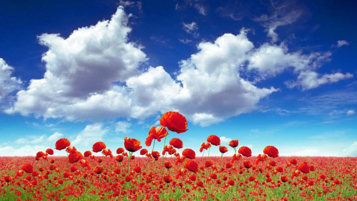 Wildflower Wallpapers