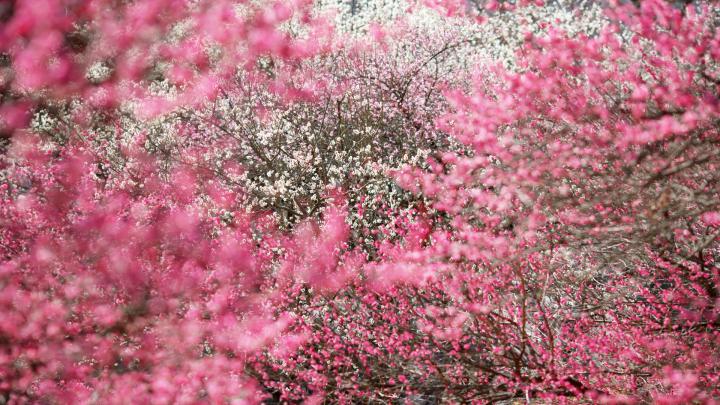 Free download Spring Hokkaido Japan wallpaper desktop background in 