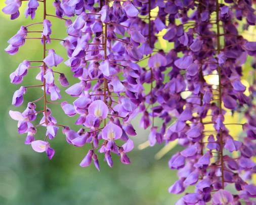 Beautiful Purple Wisteria Wallpaper Desktop Wallpaper Hd 1920x1080 