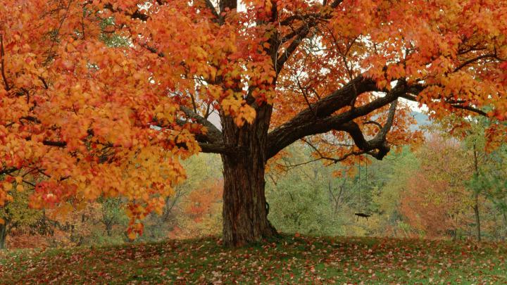 Cute Fall Wallpaper Backgrounds -