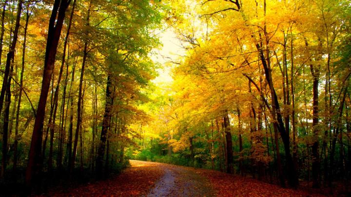 1920x1080 Fall Wallpaper (74+ images)