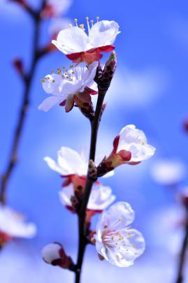 Get Nature Full Screen Flower Nature Full Screen Hd Wallpaper For 