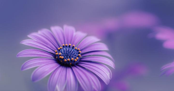 The Best 21 Flower Hd Wallpaper For Mobile 1920X1080 - Tico Funny