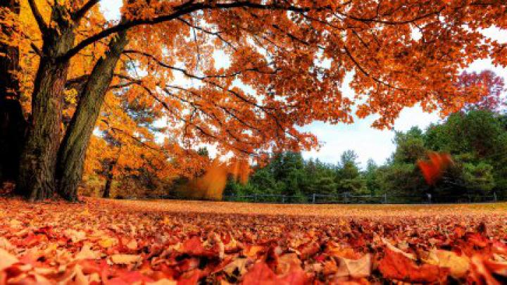 nature, fall, trees, leaves, landscape | 1920x1080 Wallpaper - wallhaven.cc