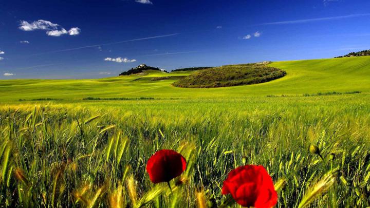 Poppies cornfied landscape wallpaper | 1920x1080 | #31430