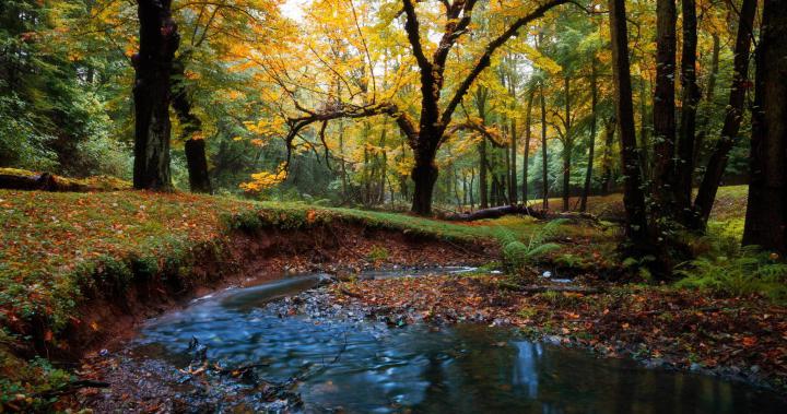 Landscape Wallpaper 4k Forest - Popular Century