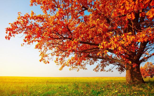 [50+] Large Screen Desktop Wallpapers 