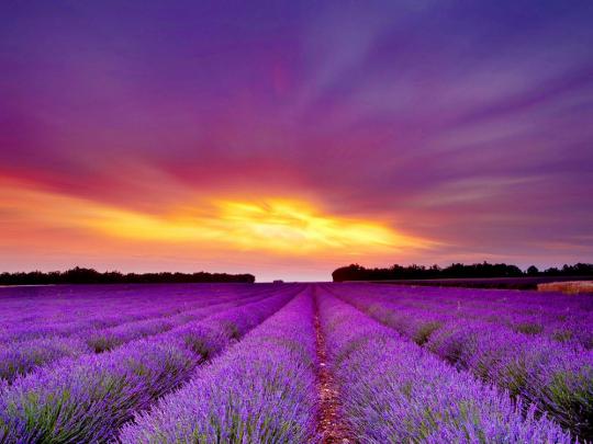 Lavender Desktop Wallpaper