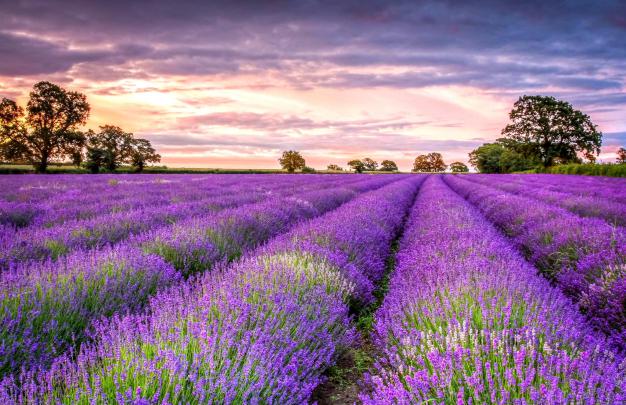 [70+] Lavender Wallpaper 