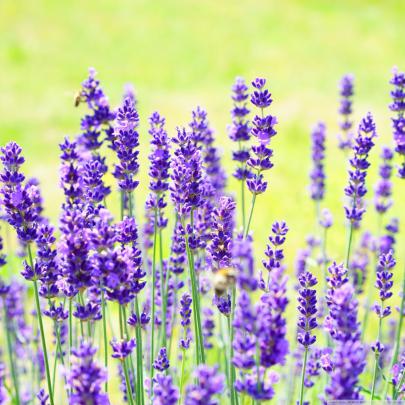 Lavender Wallpaper (64+ images)