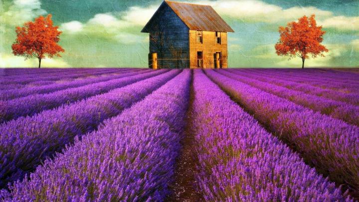 Lavender Flower Wallpapers