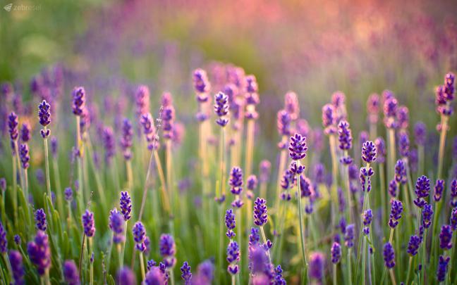 Lavender Wallpaper and Background Image | 1680x1050 | 432342 
