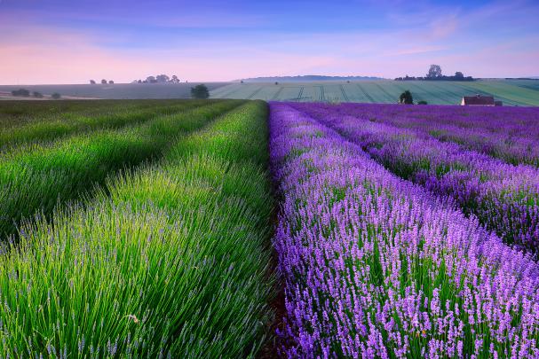 Lavender Wallpapers - Wallpaper, High Definition, High Quality, Widescreen