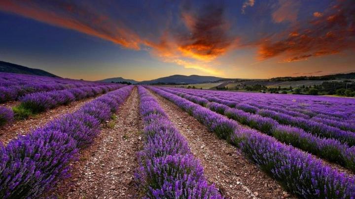 Lavender HD Wallpaper - Wallpaper, High Definition, High Quality 