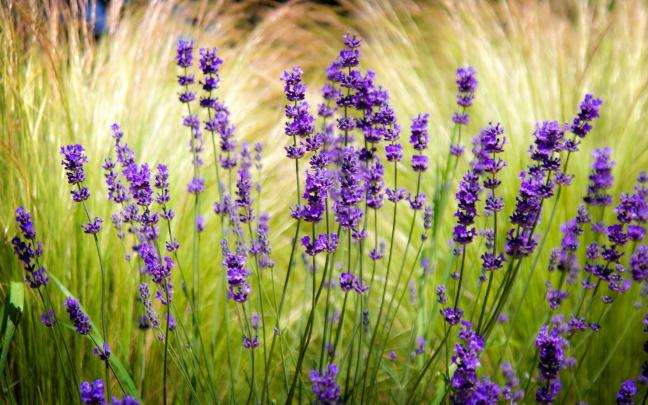 4K Lavender Wallpapers High Quality | Download Free