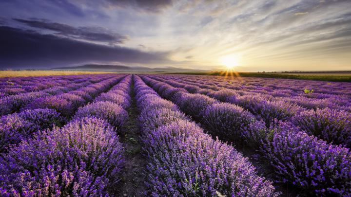 nature, Purple, Lavender HD Wallpapers \/ Desktop and Mobile Images \u0026 Photos