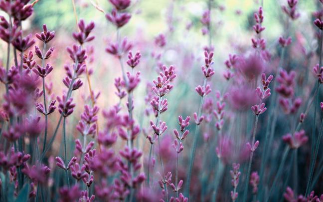 Lavender Wallpapers