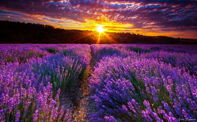 Lavender Fields France Wallpapers